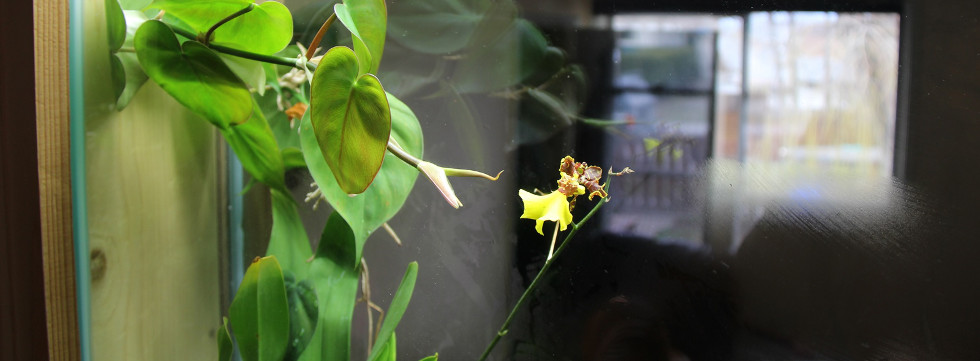 Vinaora Nivo Slider 3.x