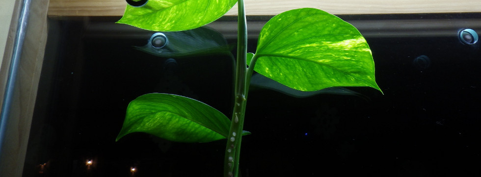 Vinaora Nivo Slider 3.x