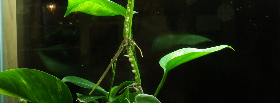 Vinaora Nivo Slider 3.x